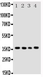 BUB3 Antibody (aa76-90)