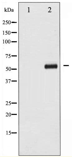 Polyclonal Rabbit anti-Human MYC / c-Myc Antibody (phospho-Thr58, IHC, WB)