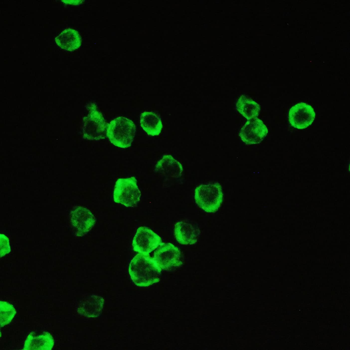 PPIA / Cyclophilin A Antibody