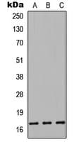 CST9L / Cystatin 9-Like Antibody (Internal)
