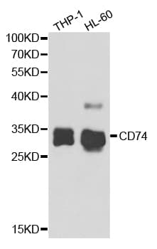 CD74 / CLIP Antibody