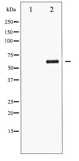 CDC25C Antibody (phospho-Ser216)