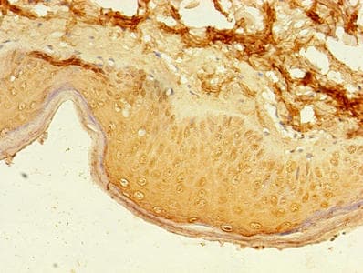 PAX3 Antibody