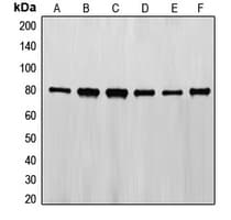EZR / Ezrin Antibody (C-Terminus)