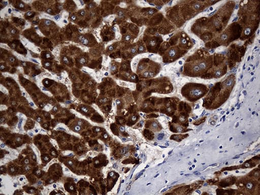 STBD1 Antibody (aa24-358, clone OTI2F1)