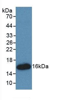 HMGIY / HMGA1 Antibody (aa1-107)