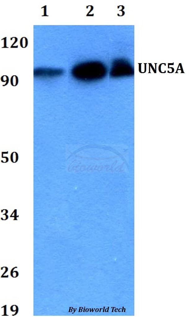UNC5A Antibody