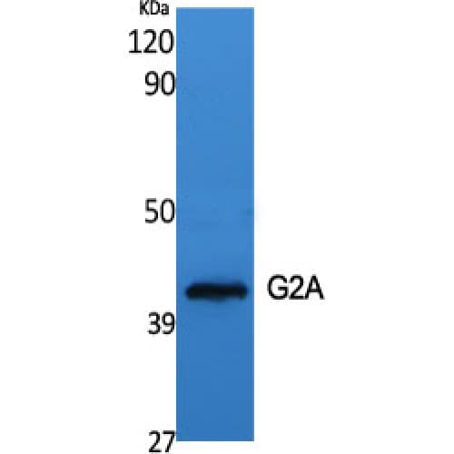 GPR132 / G2A Antibody (270-350 aa, C-terminal)