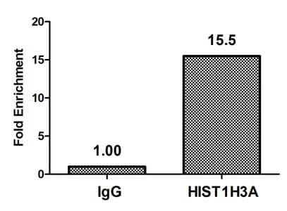 Polyclonal Rabbit anti-Human HIST1H3A Antibody (IHC, IF, WB)