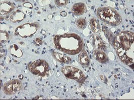 VBP1 Antibody (clone OTI1A5)