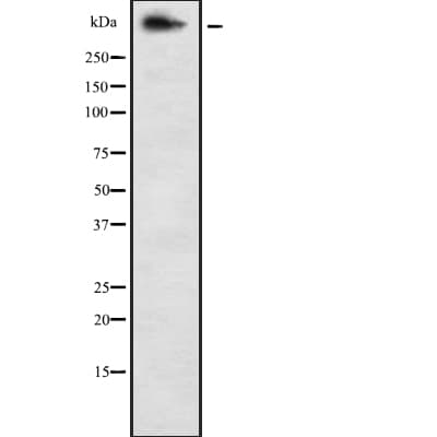 DMD / Dystrophin Antibody