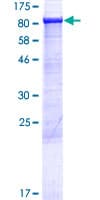 Human ABCF3 Protein (Recombinant GST)