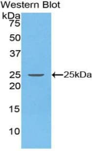 SDF2 Antibody (aa19-211, Biotin)