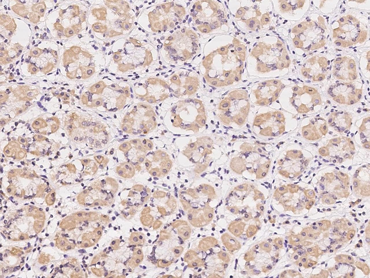 AZI2 / NAP1 Antibody