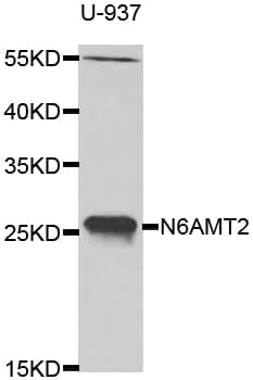 N6AMT2 Antibody