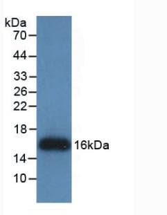REG3G Antibody