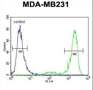 Polyclonal Rabbit anti-Human KCNT2 / KCa4.2 Antibody (aa1069-1097, IHC, WB)