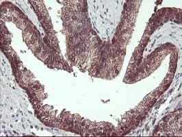 HDHD1 Antibody (clone OTI7A2)