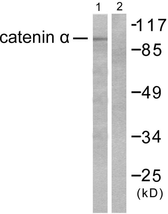 CTNNA1 / Catenin Alpha-1 Antibody