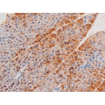 LIMK2 Antibody (phospho-Ser283)