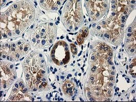 VSIG2 Antibody (clone OTI5A10, Carrier-free)