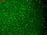 KCNQ4 Antibody (aa2-77, clone S43-6, PerCP)