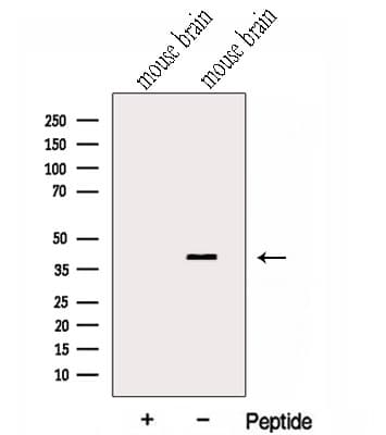 GNAI2 Antibody