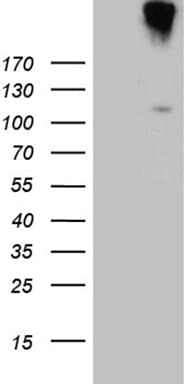 IL20RA Antibody (aa272-553, clone OTI11H4, Carrier-free)