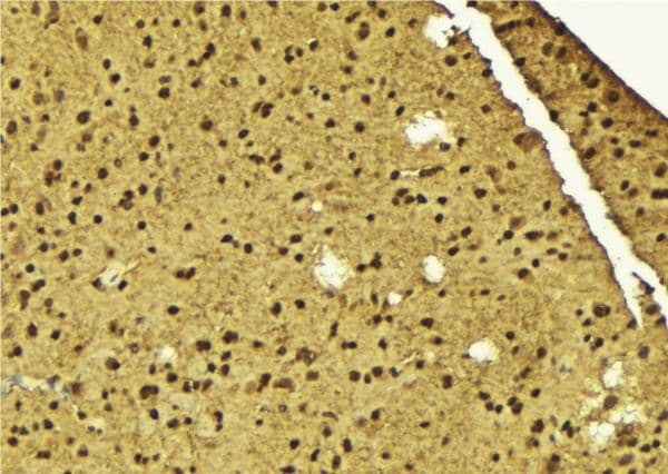 SF3B4 Antibody