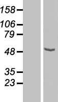 CPN1 Protein (Over-Expression Lysate Myc-DDK (Flag))