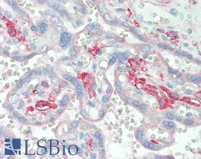 IHC-plus™ PGD2 / Prostaglandin D2 Antibody
