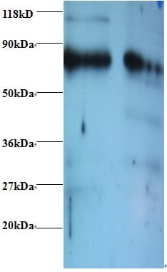 ERP29 Antibody