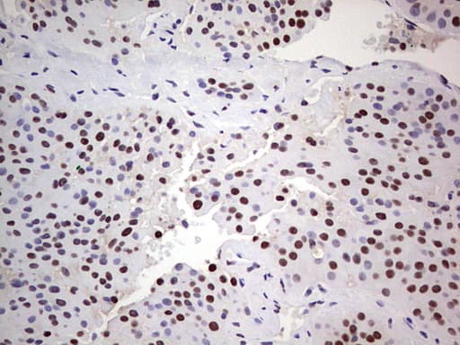 Monoclonal Mouse anti-Human C14orf166 Antibody (clone OTI4A3, IHC, WB)