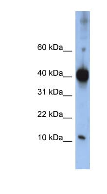 LSM4 Antibody (C-Terminus)