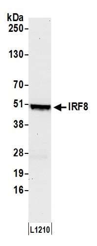 Polyclonal Rabbit anti-Human MRE11A / MRE11 Antibody (aa658-708, IHC, WB)