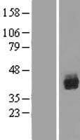 Human AML1 / RUNX1 Protein (Over-Expression Lysate Myc-DDK (Flag))