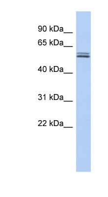 BTN2A1 Antibody (aa107-156)