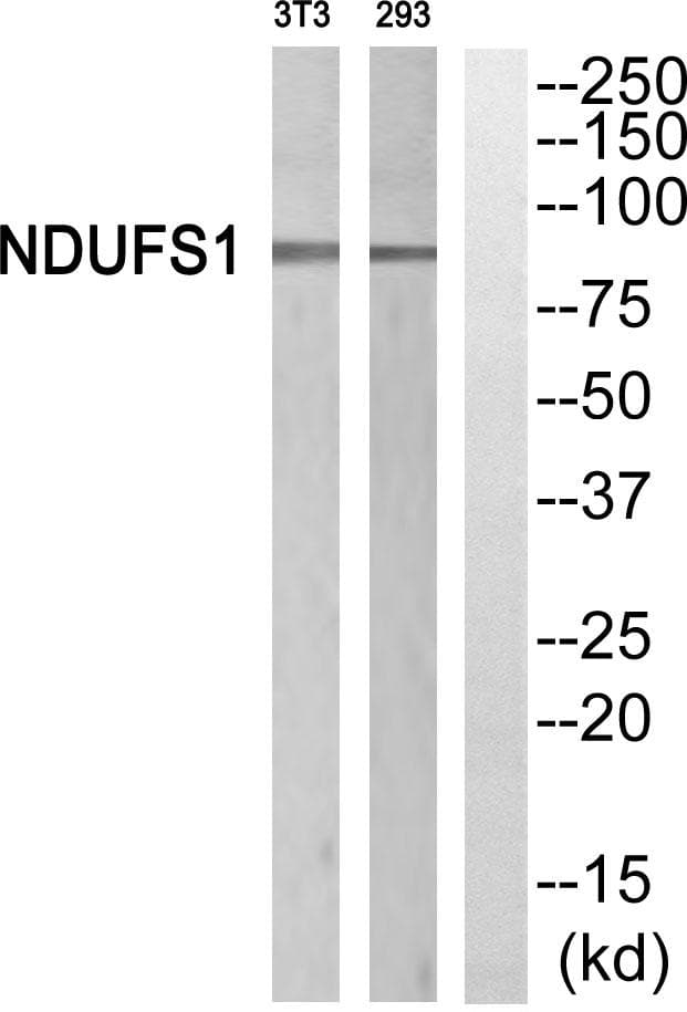 Polyclonal Rabbit anti-Human NDUFS1 Antibody (IHC, WB)