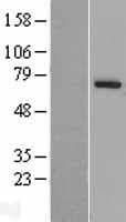 PARP6 Protein (Over-Expression Lysate Myc-DDK (Flag))