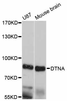 Polyclonal Rabbit anti-Human DTNA / Dystrobrevin Alpha Antibody (WB)