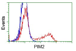 PIM2 / Pim-2 Antibody (clone OTI8H10)