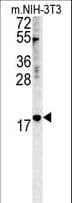 NPM3 Antibody (aa30-58)
