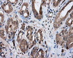 NPR3 Antibody (clone OTI11B5)