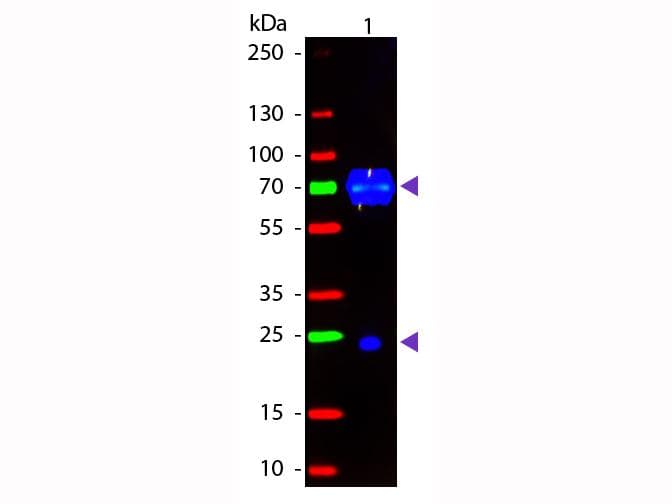 Polyclonal Donkey Anti-Chicken IgY Secondary Antibody (FITC, IF, WB)