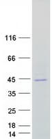 Human STX4 / Syntaxin 4 Protein (Recombinant Myc-DDK (Flag))