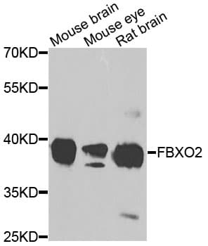 FBXO2 Antibody
