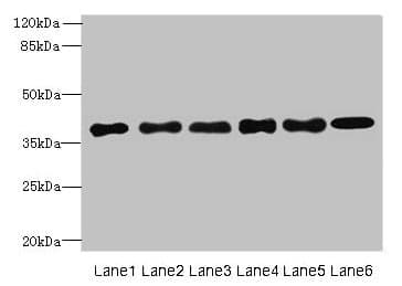 Polyclonal Rabbit anti-Human TMEM68 Antibody