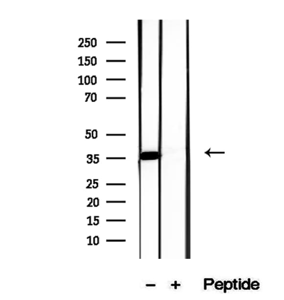FSTL1 Antibody