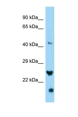 IZUMO4 Antibody (C-Terminus)