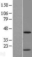 Human YKL39 / CHI3L2 Protein (Over-Expression Lysate Myc-DDK (Flag))